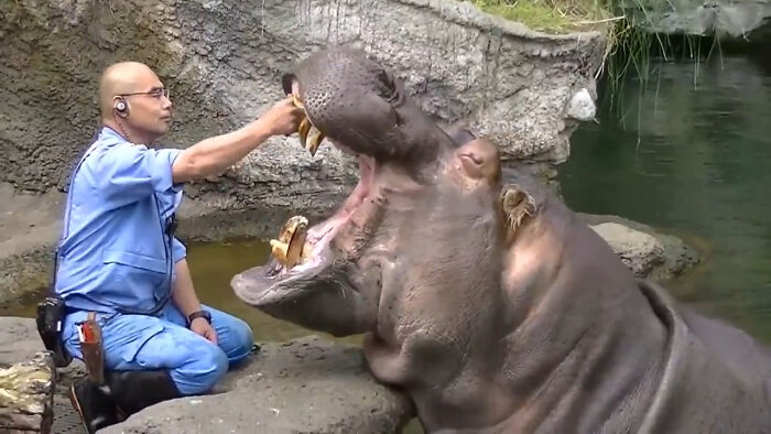 Hippos Have Self-Sharpening Teeth Which Are Used For Both Chewing And Combat. On Average, Hippos Have 36 Teeth; Their Molars Do The Hard Work Of Grinding Down The 40kg Of Plant Material They Consume Each Day. This Hippo Is Getting A Thorough Dental Hygiene Check And Cleaning At A Zoo In Osaka