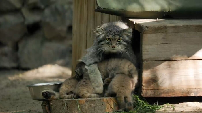 Pallas Cat Females Generally Give Birth To A Litter Of 2 To 6 Kittens Between The End Of April And Late May. The Newborn Kittens' Fur Is Fuzzy, And Their Eyes Are Closed Until The Age Of About 2 Weeks. These 6 Kittens Were Born At The Novosibirsk Zoo On 6/6/2022. They Are 7 Weeks Old 