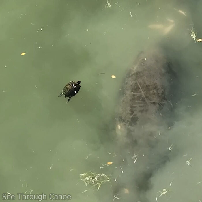 Some Turtles Can Swim Backwards. This One Just Saw A Couple Manatees Pass Beneath It