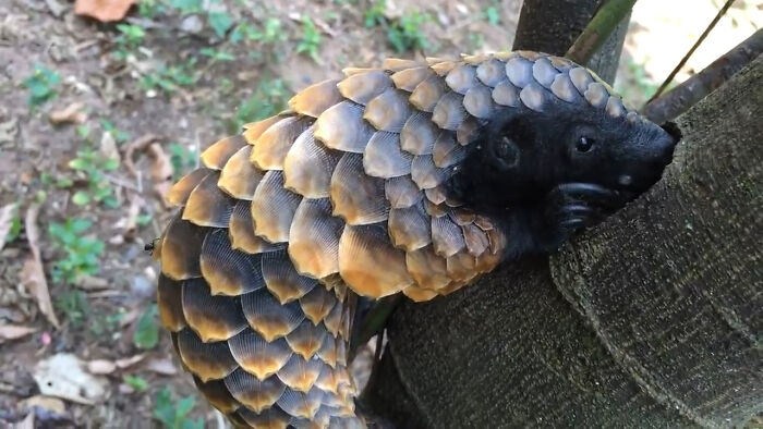 The African Black-Bellied Pangolin Feeds Almost Exclusively On Ants, And It Is The Only Known Species Of Pangolin That Doesn't Depend On Termites For Its Diet. Also Called Long-Tailed Pangolins, They Are Found In The Forests Of Western And Central Africa. This Pangolin Found A Nest Of Tree Ants