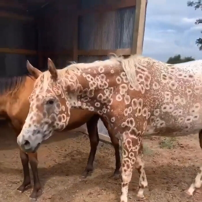 The Appaloosa Is An American Horse Breed Known For Its Distinctive And Colorful Leopard Complex-Spotted Coat. Each Horse's Color Pattern Is Genetically The Result Of Various Overlay Patterns On One Of Several Recognized Base Coat Colors. This Particular Appaloosa Is Sporting A Peacock-Leopard Coat