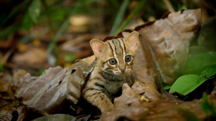The Rusty-Spotted Cat Is The Smallest Wild Cat In Asia, And It Competes With The Black-Footed Cat Of Africa For The Title Of 'World's Smallest Wild Cat'. Adult Rusty-Spotted Cats Weigh Up To 1.6kg/3.5lbs. They Are Native To Nepal, India And Sri Lanka, And They Are Listed As 'Near Threatened'