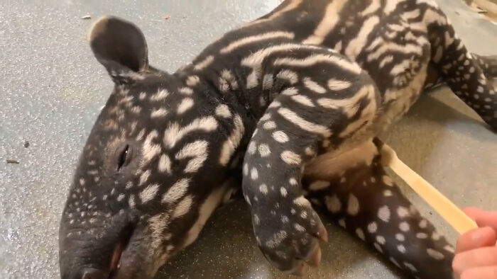Young Malayan Tapirs Have Brown Hair With White Irregular Stripes And Spots, A Pattern That Enables Them To Hide Effectively In The Dappled Light Of The Forest. They Take On Adult Coloration 4 To 7 Months After Birth