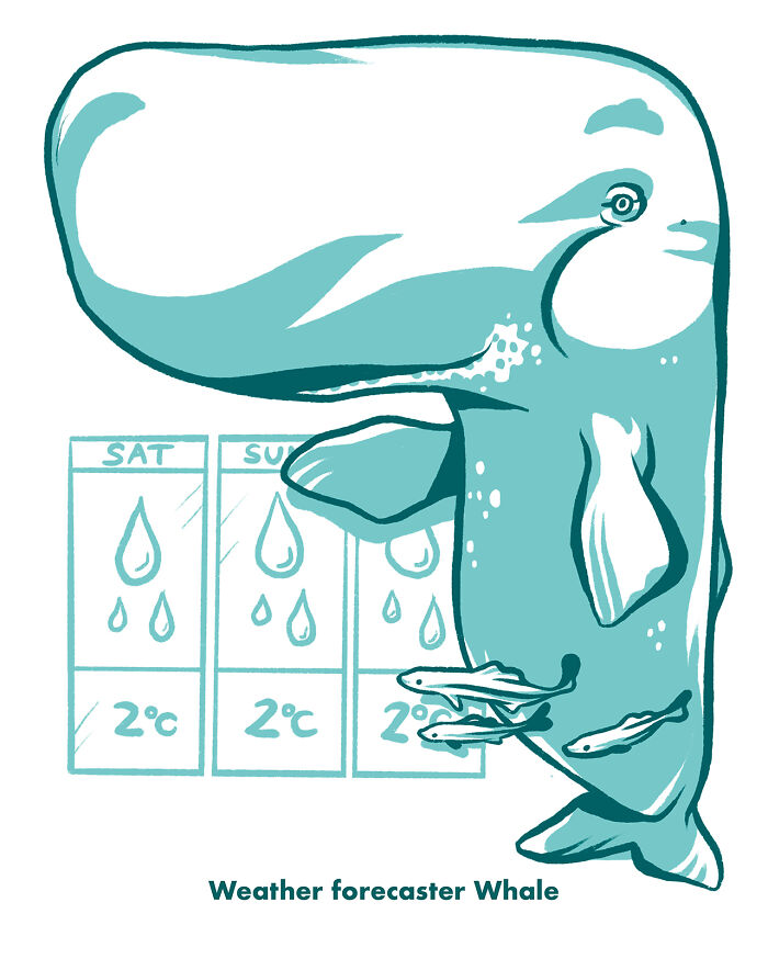 Weather Forecaster Whale