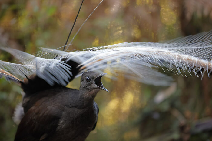 Bird Behaviour: "Serenade From Under The 'Veil'" By Ian Wilson (Shortlist)