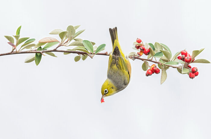 Bird Behaviour: "Berries For Lunch" By Cheng Kang (Shortlist)