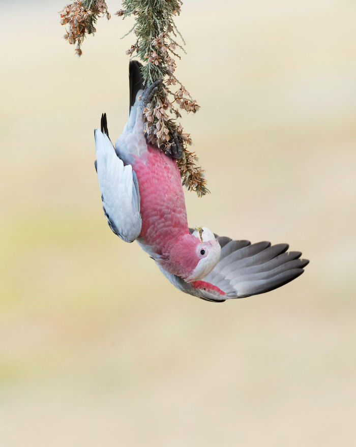 Bird Behaviour: "Hanging Around" By Shelley Pearson (Shortlist)