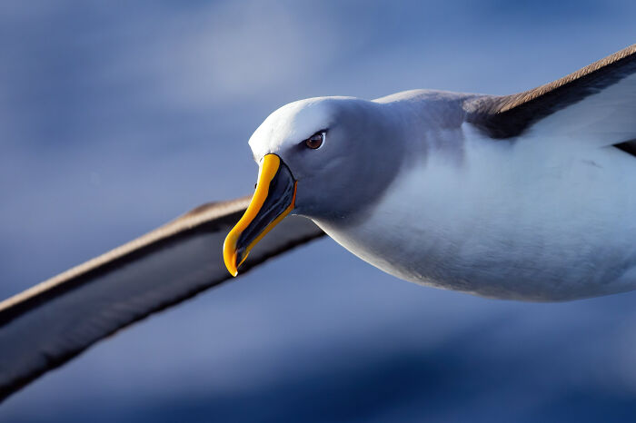 Bird Portrait: "Buller's Albatross" By John Harrison (Shortlist)