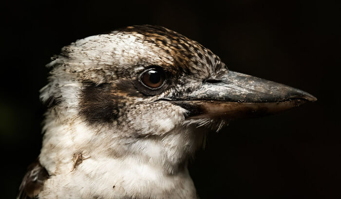 Bird Portrait: "Kookaburra" By Gd Smith (Shortlist)