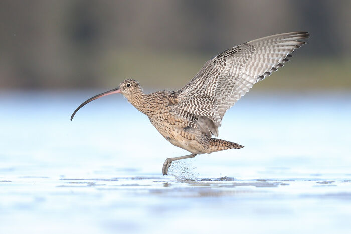 Bird Portrait: "Leaping Curlew" By Maria Coleman (Shortlist)