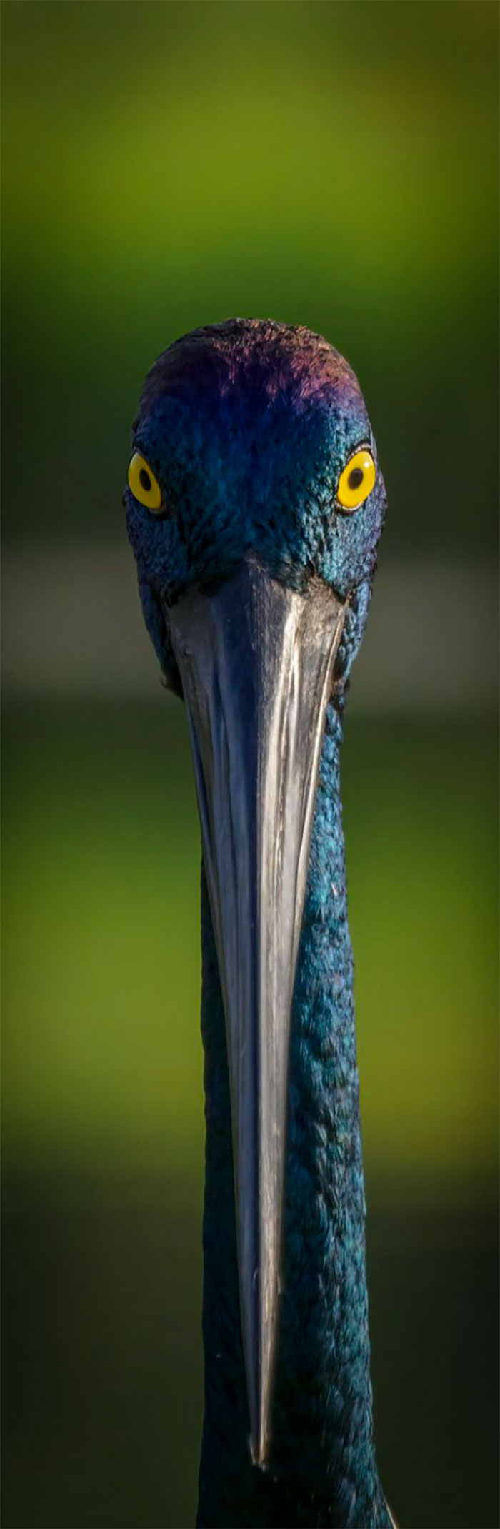Bird Portrait: "The Eyes Have" It By Michelle Gardner (Shortlist)