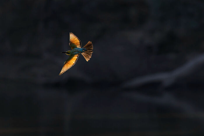 Birds In Flight: "In The Limelight" By Cheng Kang (Shortlist)