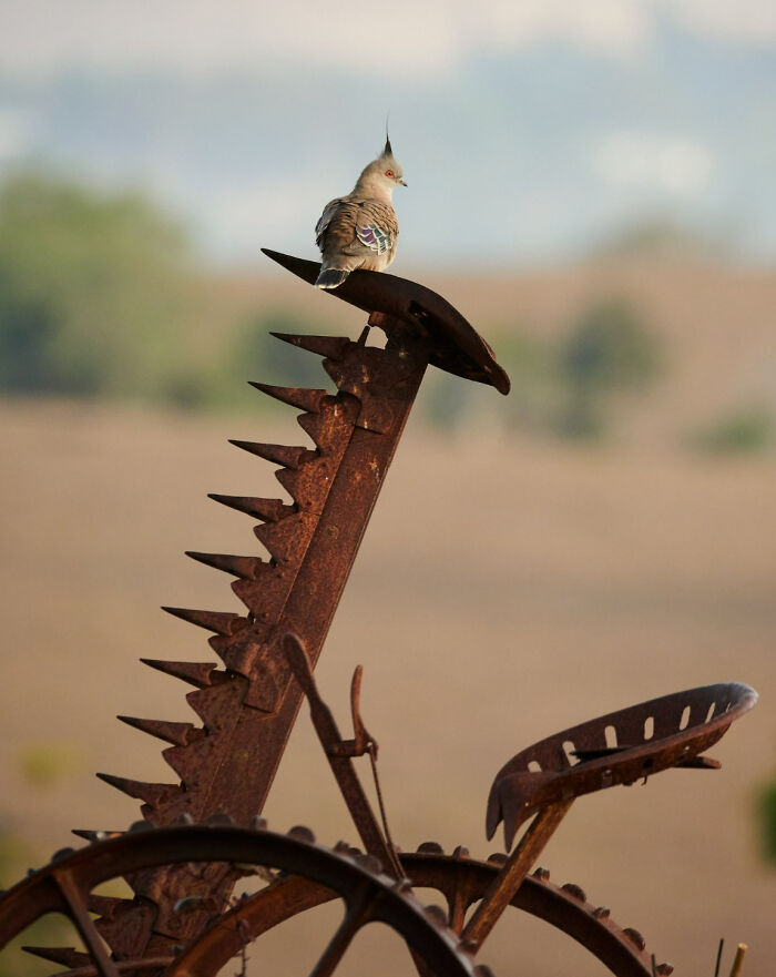 Backyard Birds: "Crested Pigeon On Farming Implement" By Stuart Cox (Shortlist)