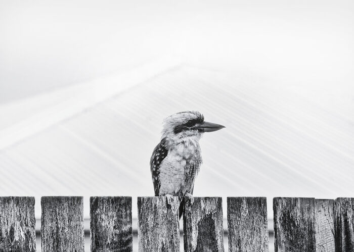 Backyard Birds: "On The Fence" By Christina Mcilroy (Shortlist)