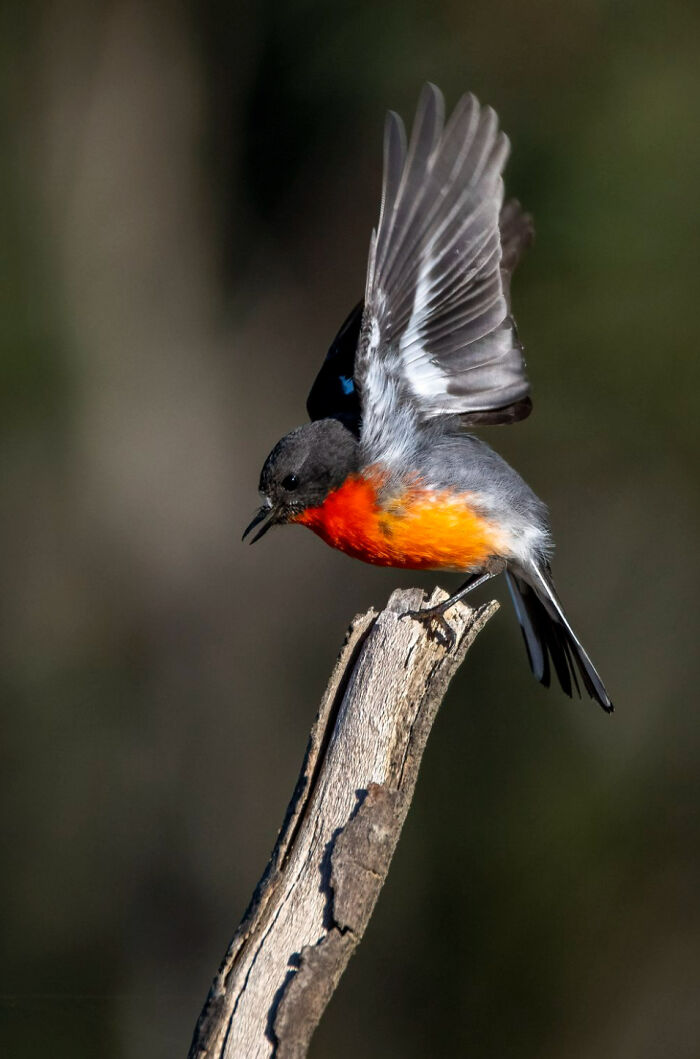 Special Theme: Australasian Robins: "Flame Robin Landing" By Terry Walker (Shortlist)