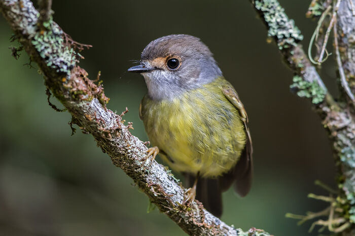 Special Theme: Australasian Robins: "Pale Yellow" By Danny Mccreadie (Shortlist)