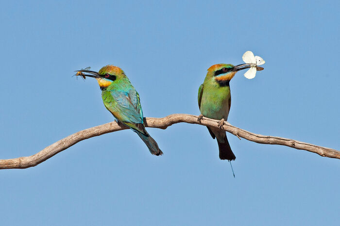 Youth: "Pair Of Bee-Eaters With Prey" By Finn Cupper (Shortlist)