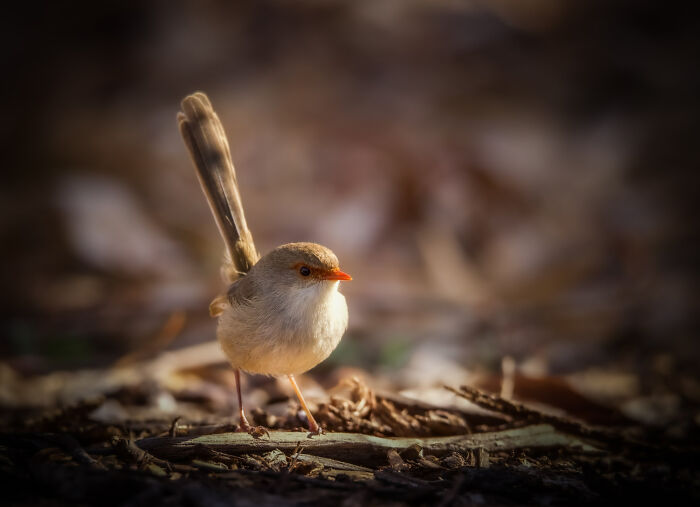 Youth: "Superb Fairy Wren On A Canvas Of Brown" By Jacob Dedman (Shortlist)