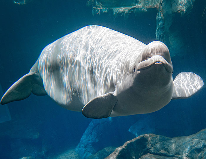  Beluga Whale Expecting Calf At Georgia Aquarium