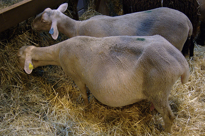 Pregnant Sheep