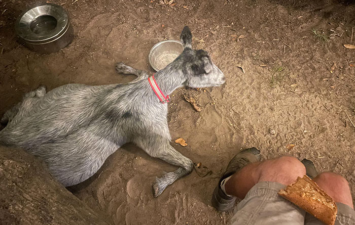 This Is How My Pregnant Goat Lays While I Feed Her A Peanut Butter Sandwich