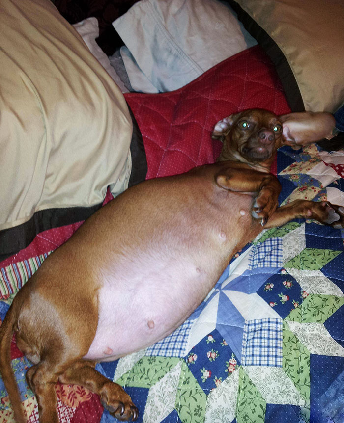 I Posted A Picture Of My Very Pregnant Dog Earlier This Week. She Had Her Puppies Last Night