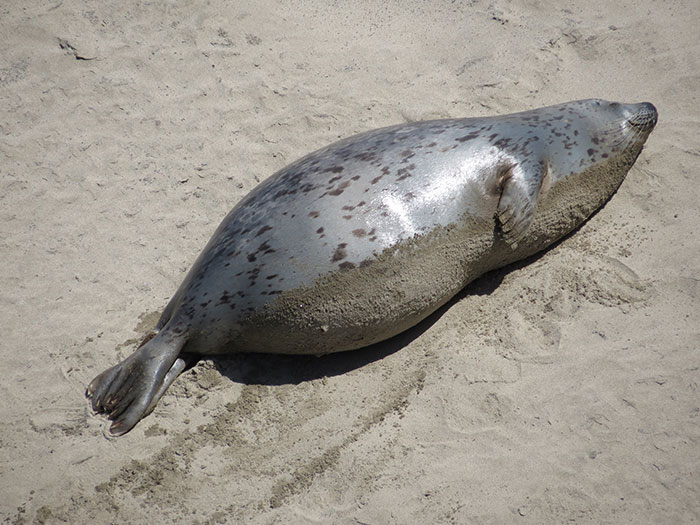 Esta mamá foca acaba de refrescarse en la bahía de Alsea y ahora se está calentando al sol