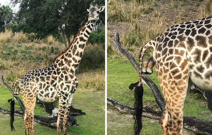 We Got To Witness A Giraffe In Labor On The Safari At Animal Kingdom. Something Very Rare That Never Happens