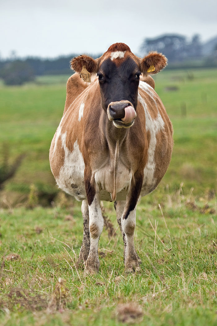 This Pregnant Cow