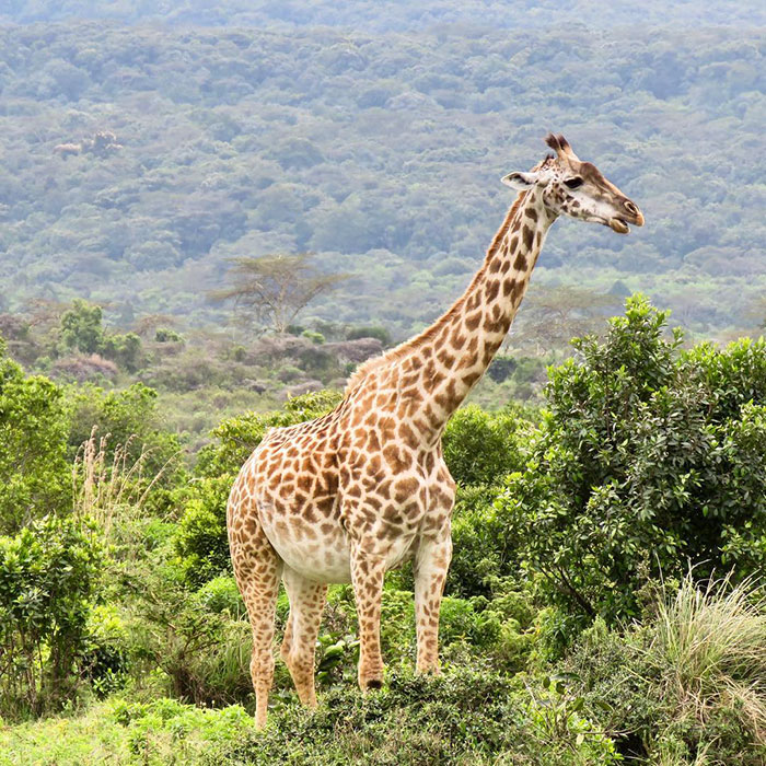 Voguing While Pregnant. Arusha National Park, Tanzania