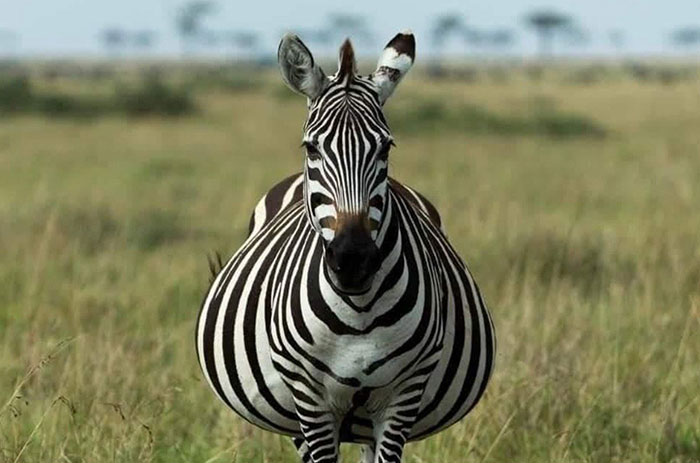 Beautiful Pregnant Zebra