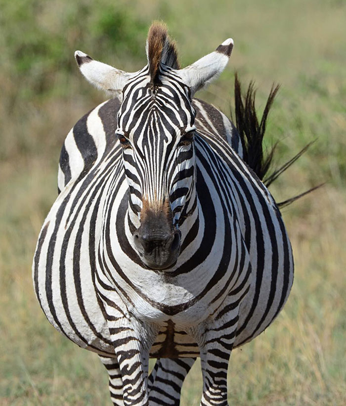 ¿Estas rayas me hacen parecer gorda? Cebra embarazada, Masai Mara, Kenia