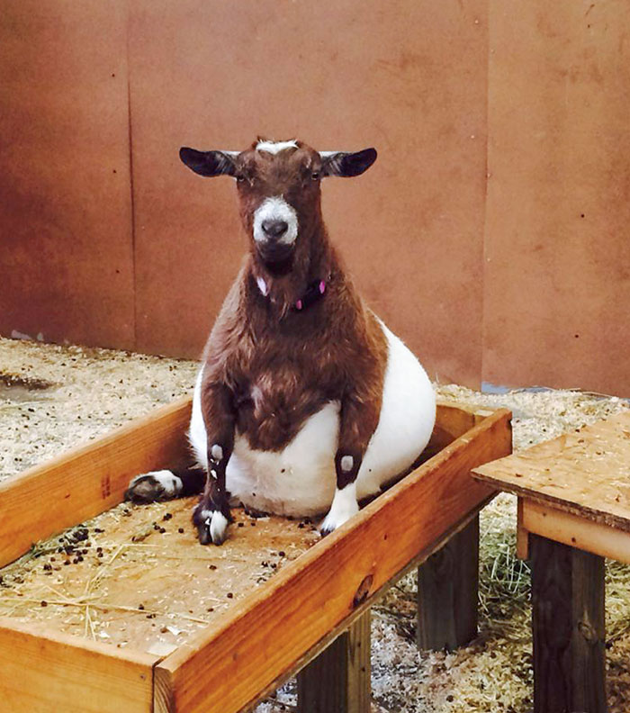 Retrato de una cabra embarazada