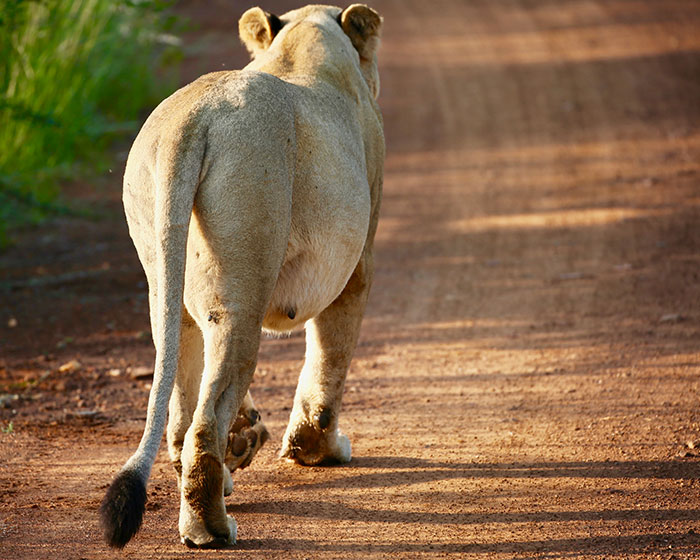 Pregnant Lion. South Africa, Safari