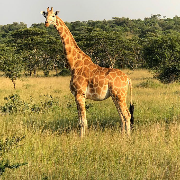 When You Get To See A Giraffe... Out Your Window... In Africa! And She’s Carrying A Calf