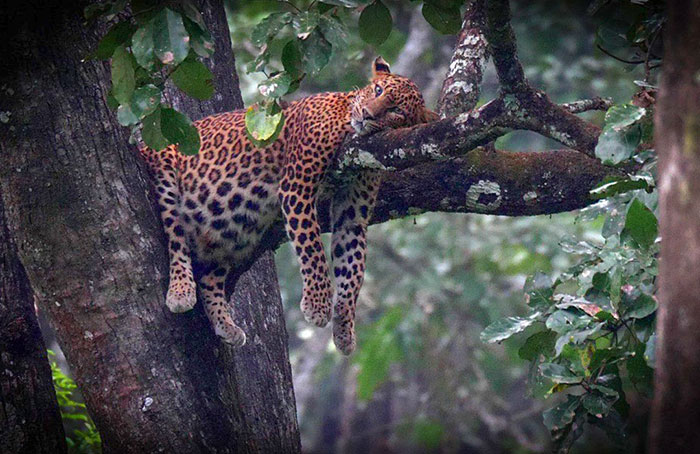 Una leoparda preñada descansando en el bosque de Karnataka