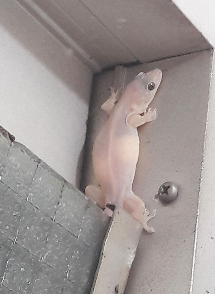This Lizard Is Pregnant With Two Eggs