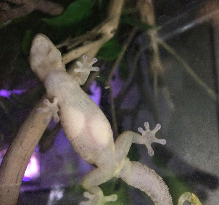 My Pregnant Lizard's Eggs Are Visible Through Her Skin