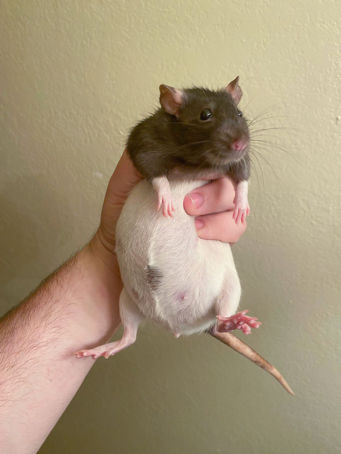 Is My Rat Pregnant Or Just Full Of Cheerios?