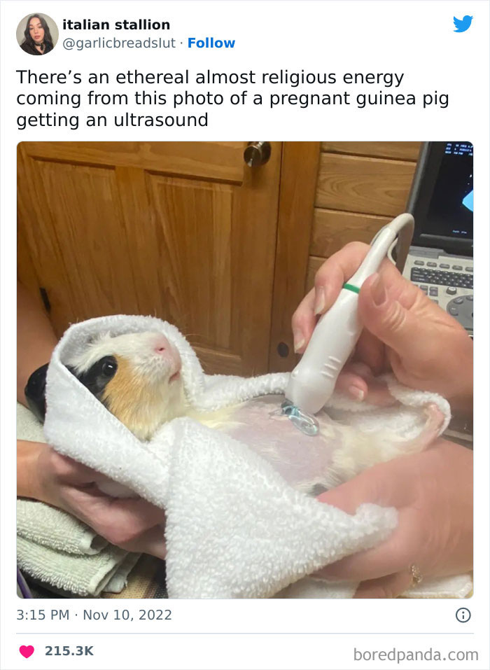 Congratulations, It's A Guinea Piglet