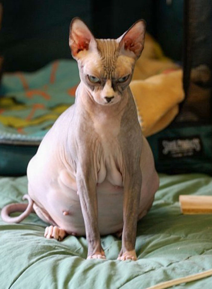 This Pregnant Hairless Cat Is 300% Done, She Can't Even