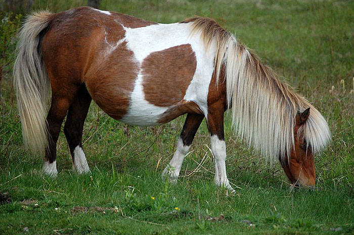 Pregnant Pony