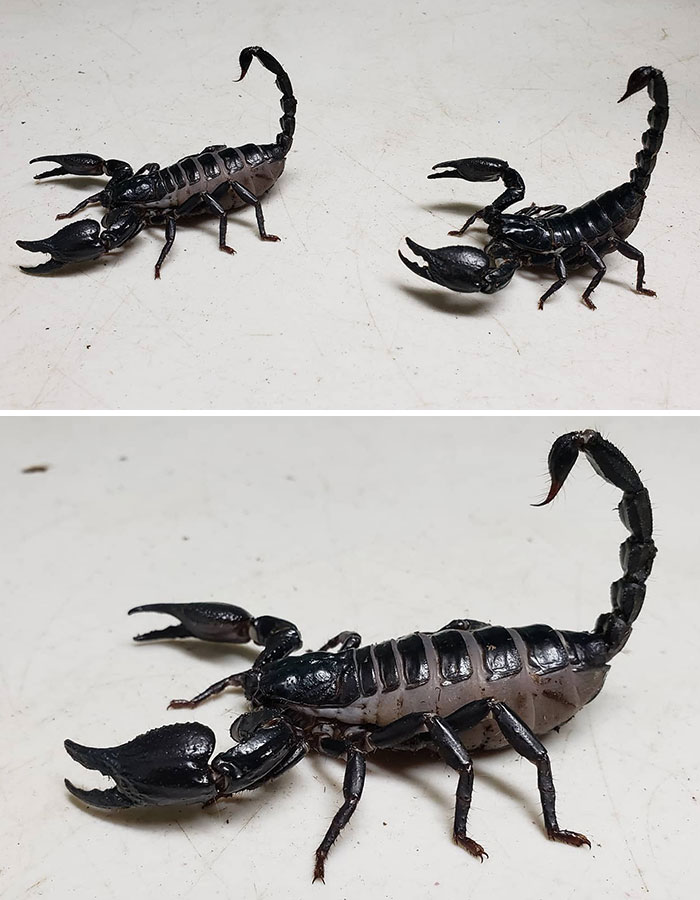 I Think We May Have A Very Pregnant Scorpion On Our Hands! Look At How Massive The Belly Is On The Left One Compared To The Right One