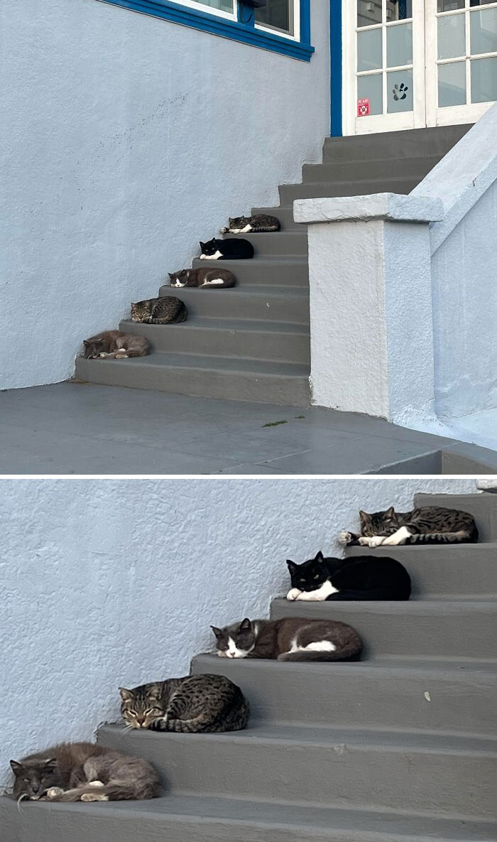 Estos gatitos duermen la siesta alineados en la escalera 