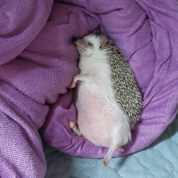 Pink Belly
