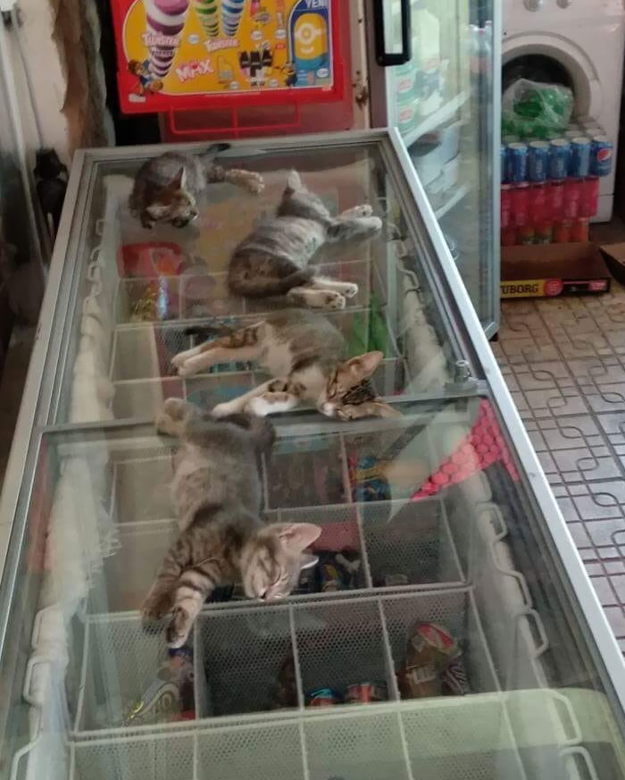 En la calle hace mucho calor, así que este vendedor permite que los gatitos entren a la tienda y duerman sobre el congelador 