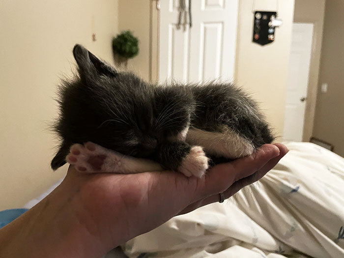 Al gatito que adopté le gusta dormir en mi mano. No tengo objeciones 
