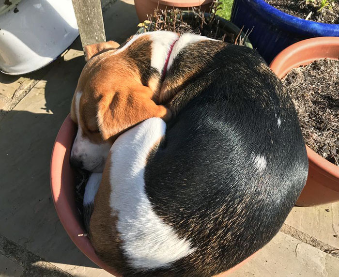She Thought This Was The Best Place To Sleep. In A Plant Pot. I Think She Thinks She's A Cat
