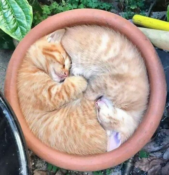 Un círculo de miaus