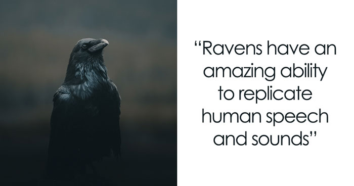 52 Bird Facts To Learn More About These Majestic Creatures